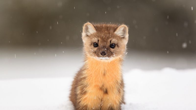 American Marten, snow, cute animals, HD (horizontal)