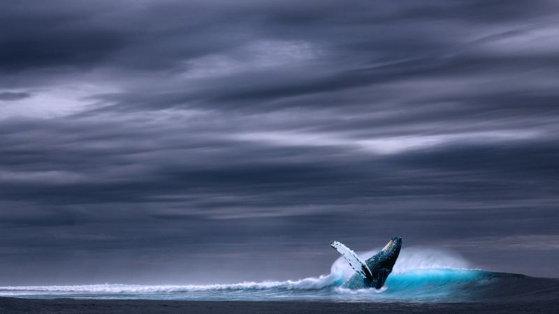 whale, ocean, sky, 5k (horizontal)