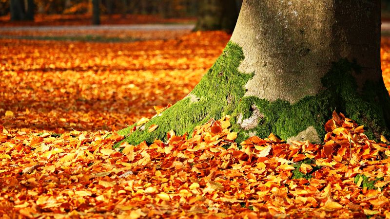 leaves, tree, autumn, 5k (horizontal)
