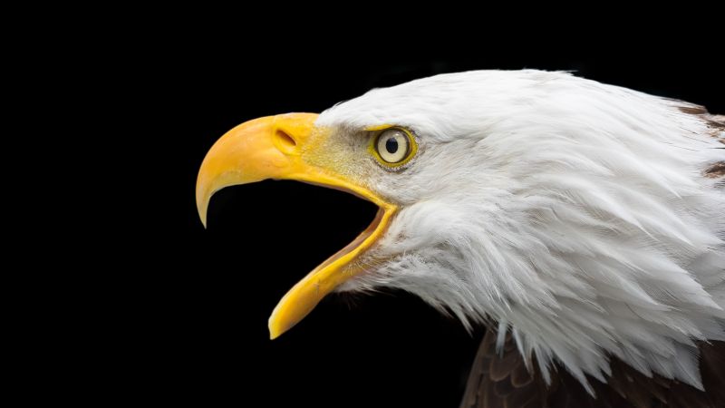 eagle, bird, 4k (horizontal)