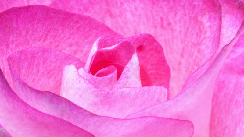 flower, rose, pink, 4k (horizontal)