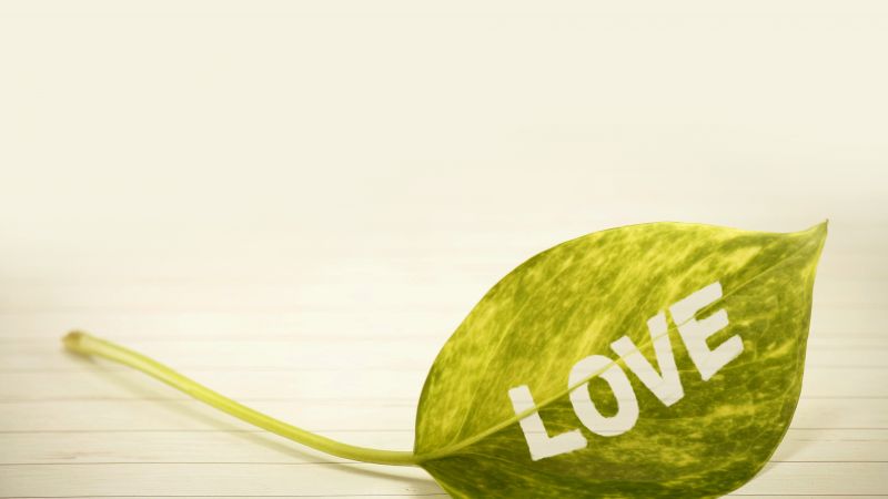 love image, leaf, 4k (horizontal)