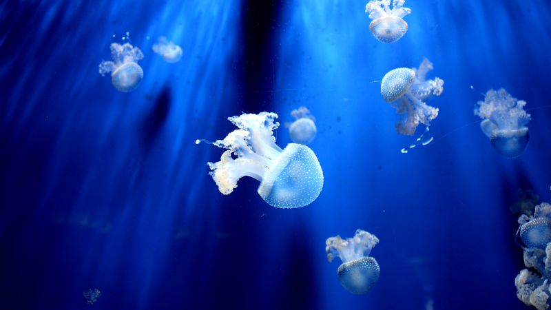 jellyfish, underwater, 5k (horizontal)