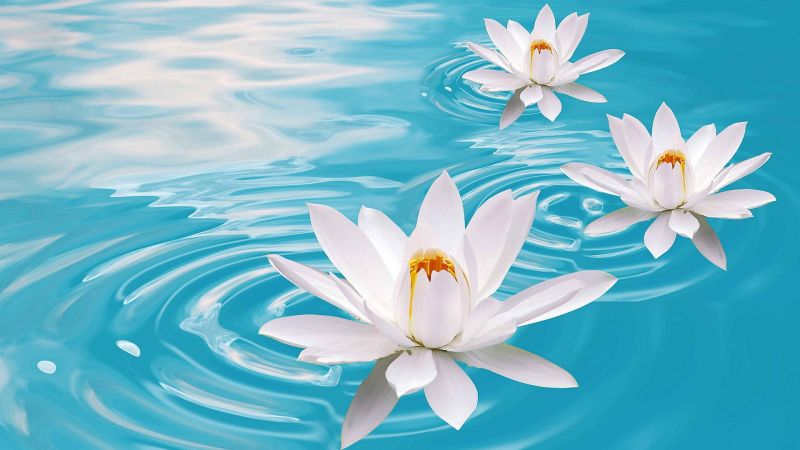 lotus, flower, water, 4k (horizontal)