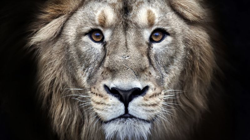 lion, 4k (horizontal)