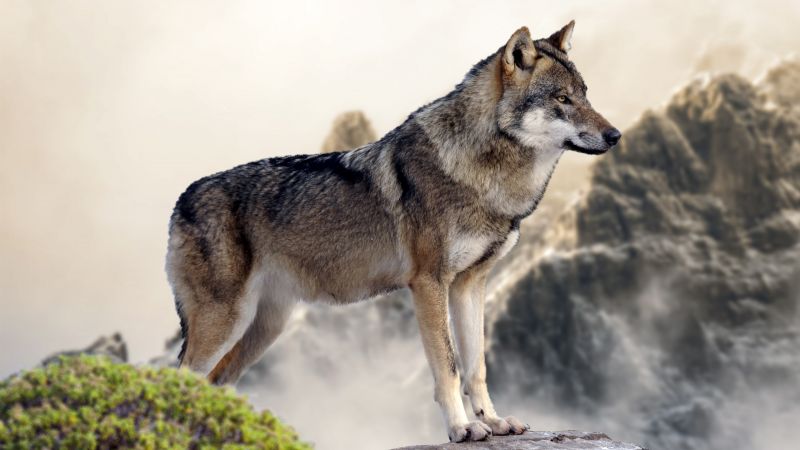 wolf, mountain, 4k (horizontal)