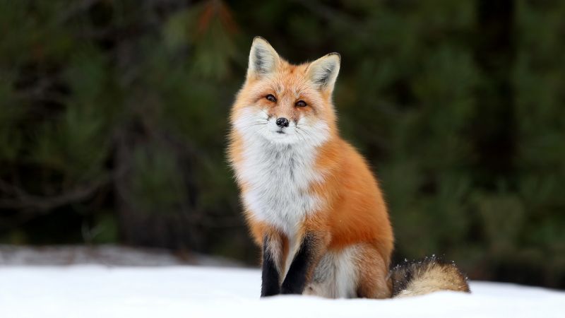 fox, snow, 4k (horizontal)