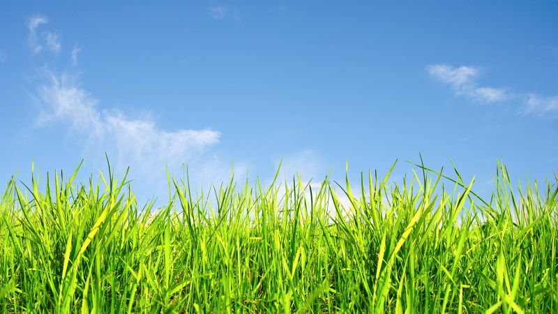 grass, sky, 5k (horizontal)