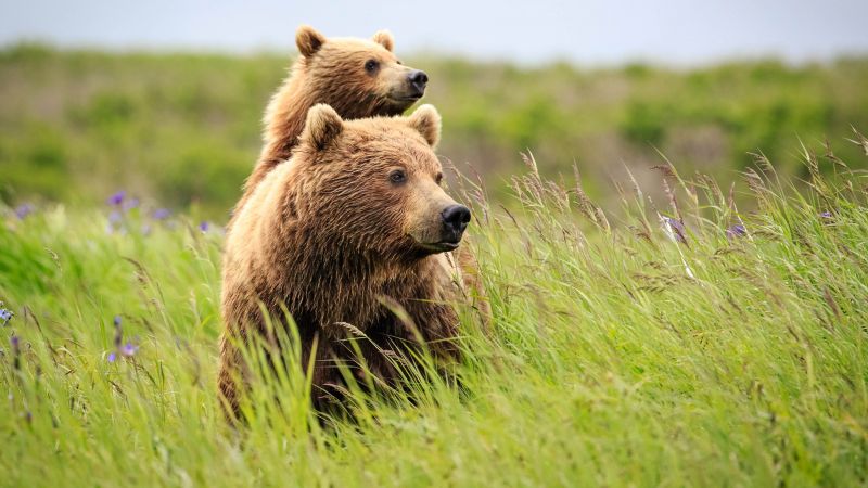 bear, cute animals, grass, 4k (horizontal)