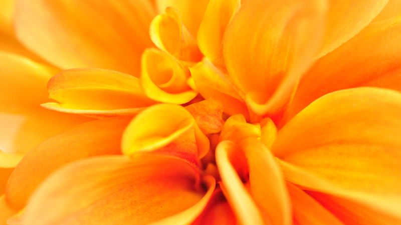 macro, flower, orange, 4k (horizontal)