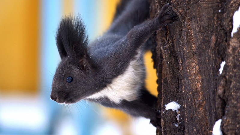 Squirrel, animal, winter, snow, tree, eyes, black, bark (horizontal)