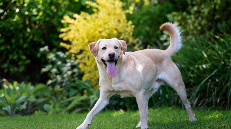 Dog, puppy, white, funny, animal, pet, garden, green grass (horizontal)