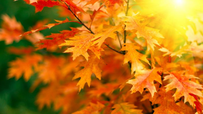 leaves, trees, autumn, 5k (horizontal)