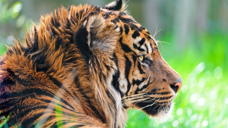 Tiger, 5k, 4k wallpaper, green grass, close, nature, wild, animal (horizontal)