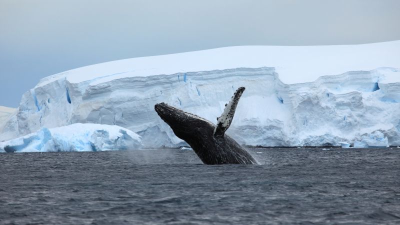 Antarctica, ocean, ice, whale, 4k (horizontal)