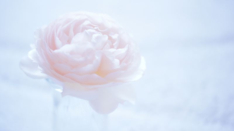 flower, white, 4k (horizontal)