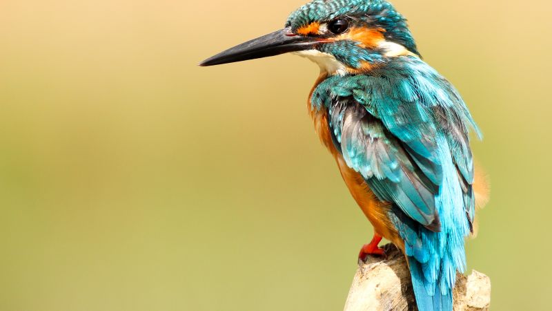 kingfisher, bird, 5k (horizontal)