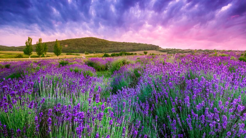 lavender, field, sky, mountain, Provence, France, Europe, 4k (horizontal)