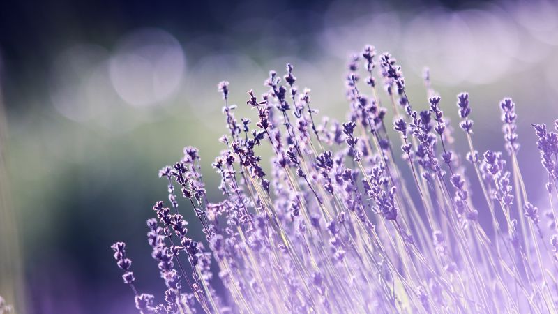 lavender, flowers, 5k (horizontal)