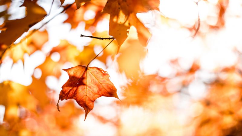 leaves, autumn, orange, 5k (horizontal)