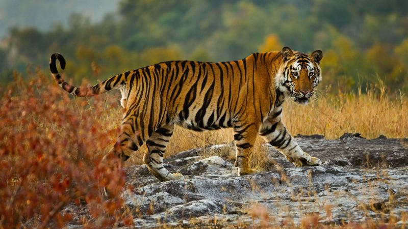 tiger, cute animals, 5k (horizontal)