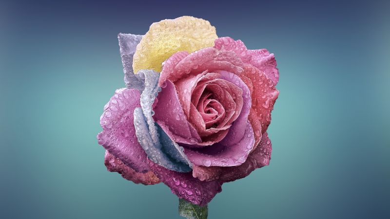 rose, flower, 4k (horizontal)