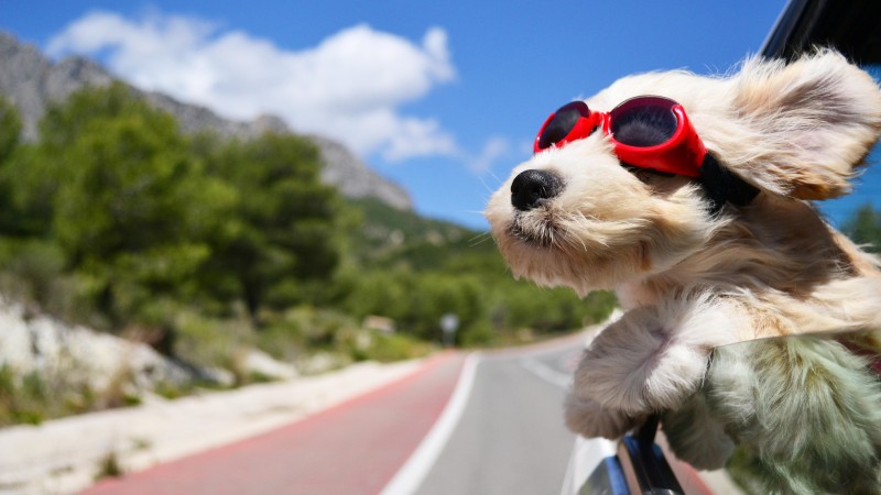 Dog, puppy, road, funny, glasses, hair, sky, nature (horizontal)