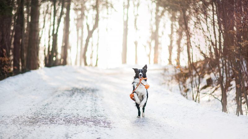 dog, cute animals, winter, snow, trees, 4k (horizontal)