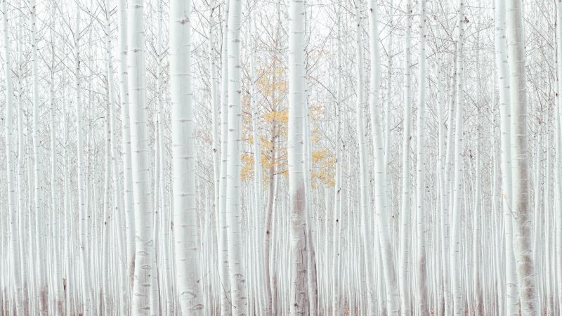 white, trees, forest, 4k (horizontal)