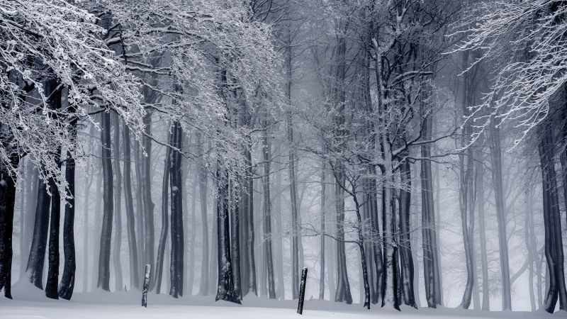 forest, trees, snow, winter, 4k (horizontal)