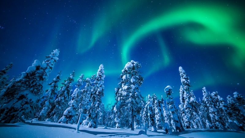 Lapland, Finland, winter, snow, tree, night, northern lights, 5k (horizontal)