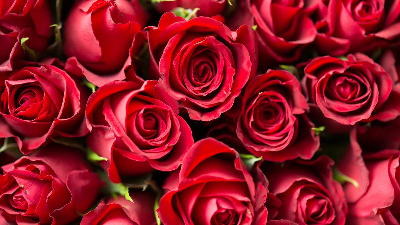 rose, flower, red, 4k (horizontal)