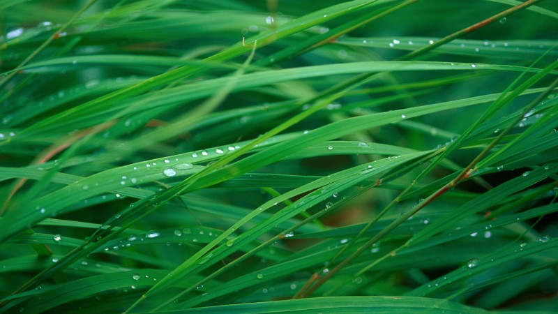 grass, 5k, 4k wallpaper, OSX, green, dew (horizontal)