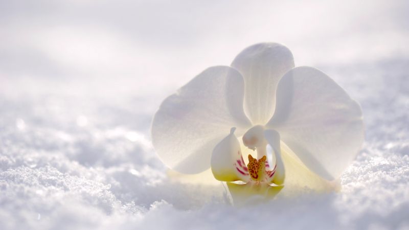 orchid, flower, snow, winter, white, 4k (horizontal)