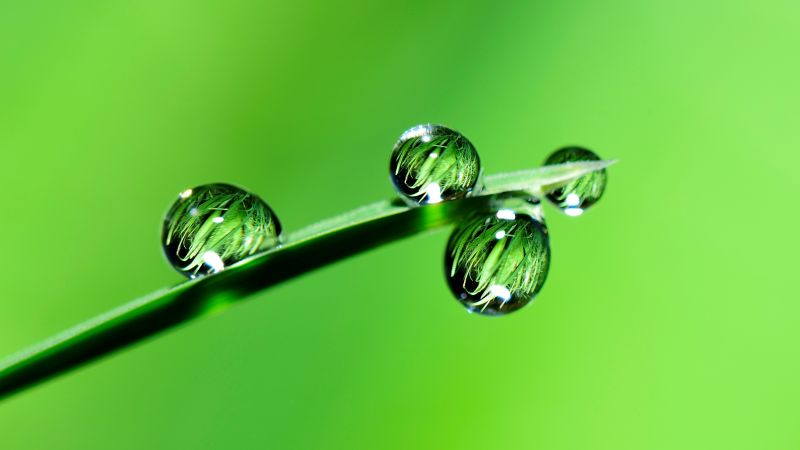 drops, grass, green, 4k (horizontal)