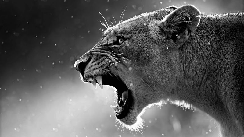 lion, roaring, 4k (horizontal)