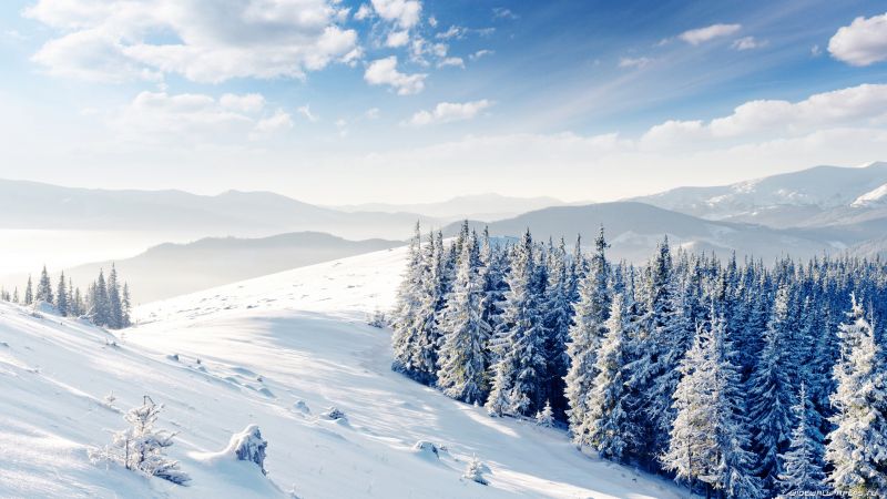 mountains, forest, trees, snow, winter, 4k (horizontal)