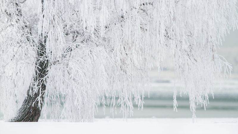 tree, snow, winter, 4k (horizontal)