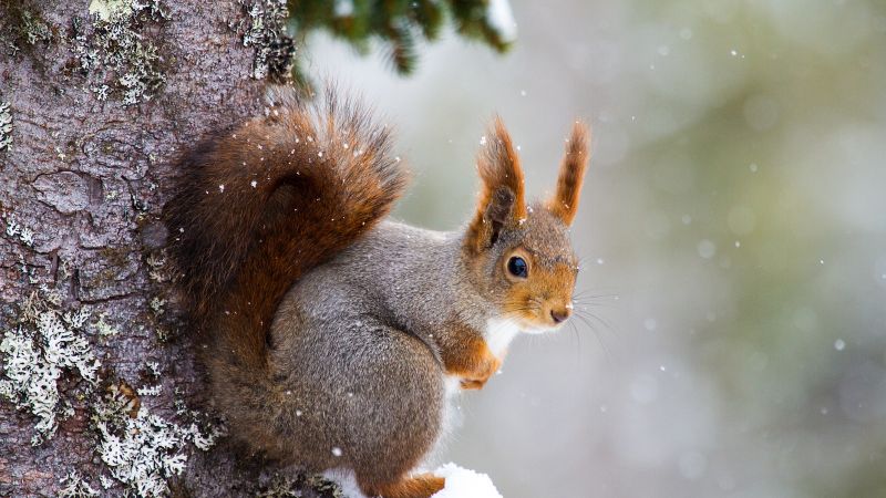 squirrel, cute animals, winter, 5k (horizontal)