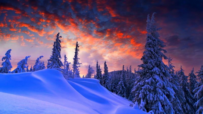 forest, snow, winter, sunrise, clouds, 8k (horizontal)