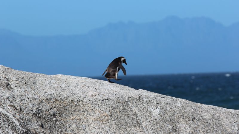 penguin, 5k (horizontal)