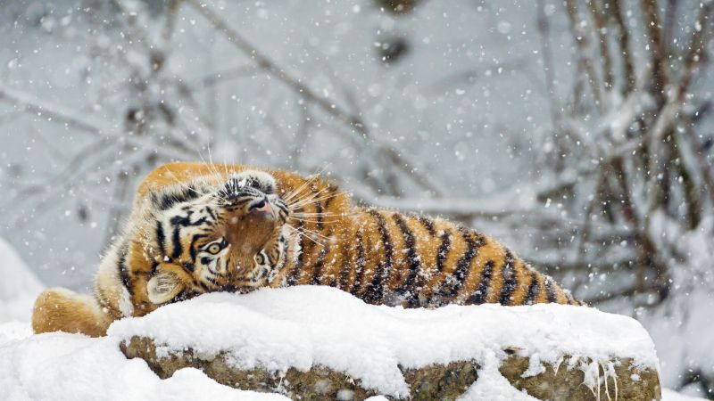 tiger, cute animals, snow, winter, 4k (horizontal)