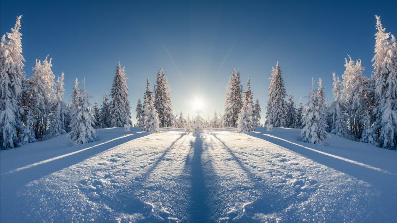 forest, tree, snow, winter, 8k (horizontal)