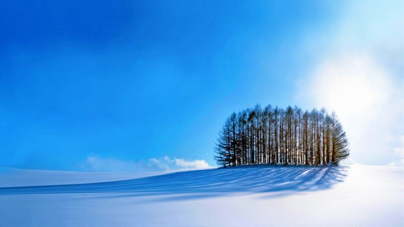 trees, sky, snow, winter, 4k (horizontal)