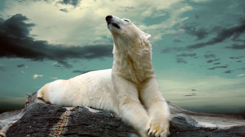 polar bear, cute animals, sky, clouds, 8k (horizontal)