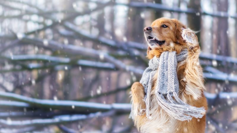 dog, cute animals, snow, winter, 4k (horizontal)