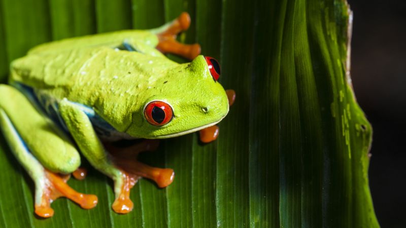 frog, green, 4k (horizontal)