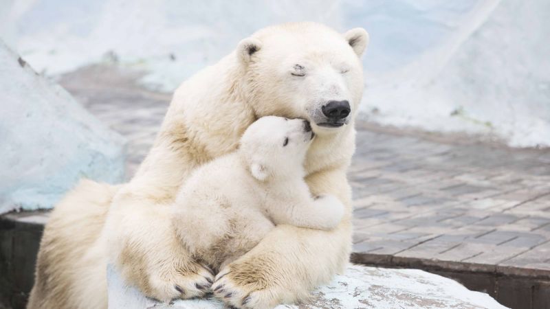 polar bears, cute animals, 4k (horizontal)