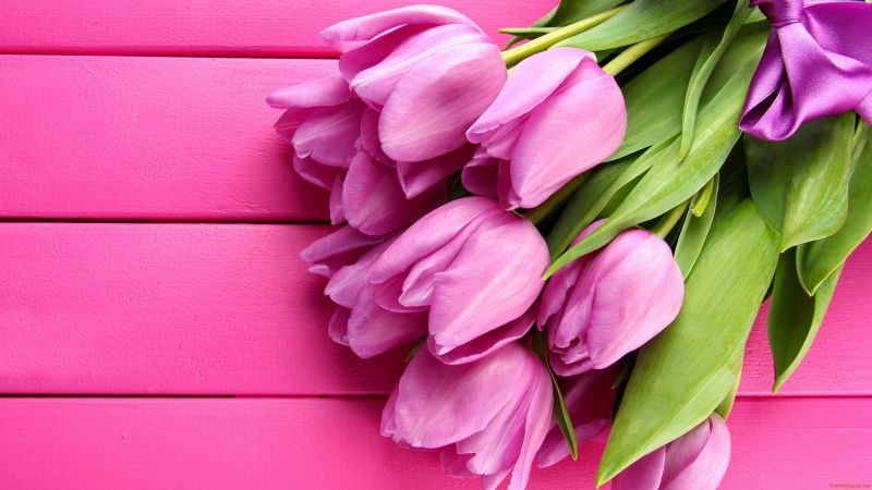 flowers, tulips, 4k (horizontal)