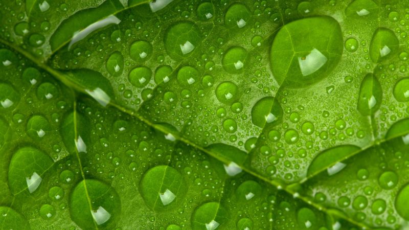 leaf, drops, green, 4k (horizontal)